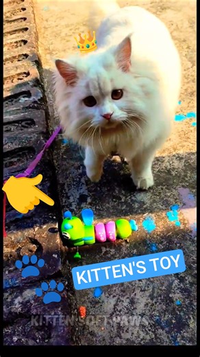 She's loving the toy 😹 #kitten #kitty #cat #paws