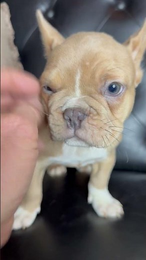 Cream Frenchie Puppy