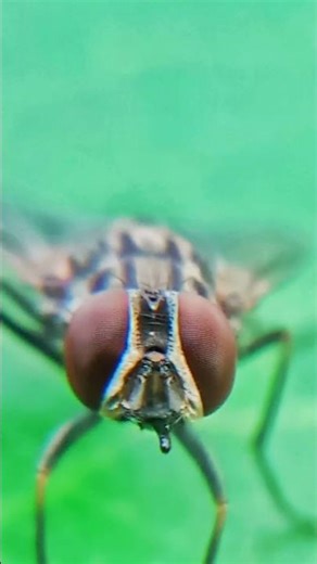 Nature Macro Photography #shorts #wildlife #naturephotography #nature