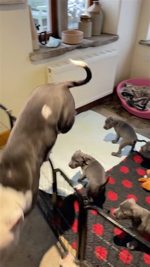 Boo’s Token Milkbar Visit… Then She Makes a Run for It 😂🐾