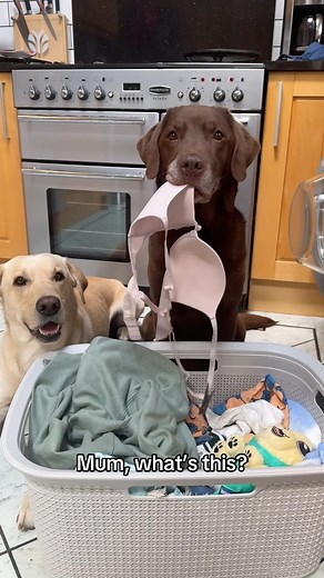 277K views · 36K reactions | Of course he ripped it 若 Our weekend was a little busy with the Tato plushie launch (which is available now via the link in our bio!!) but we still did a weekend activity of course! 罹 | Good Boy Ollie | Facebook