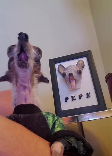 Chihuahua Singing Dog Phenomenon Explained