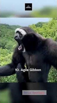 16 Animals That Don't Sound How They Look! 🤯🐆