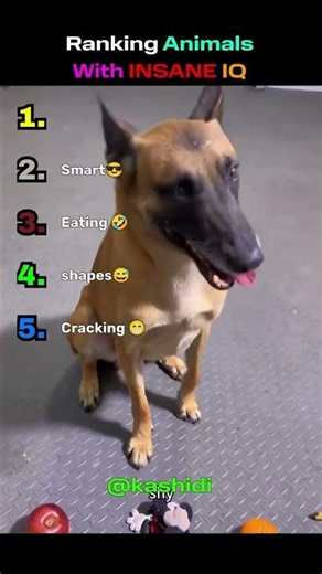 Ranking animals with insane IQ
