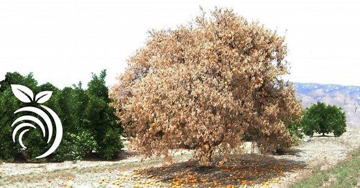 14 Nasty Citrus Diseases that You MUST Avoid