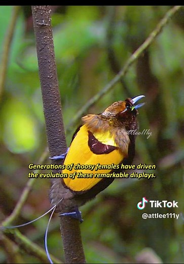 Birds of Paradise: Magnificent Displays in Nature's Wild Documentary