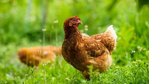 9 reasons why your chicken died