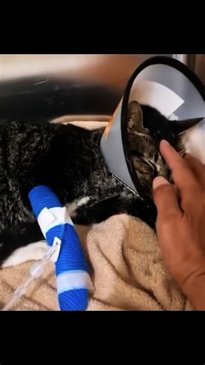 Help Taro Now: Emergency Kidney Care and Dialysis Fund