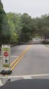 11 reactions | How does a tiny turtle cross the road?  The crosswalk, of course. This mini reptile was crossing College Drive on Thornley Campus when an animal-loving staff member saw him and helped him safely across. | Trident Technical College | Facebook