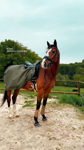 Oh she is gorgeous 😍 Mimi wears our hunter green exercise sheet, dressage pad and gold airflow brushing boots! | Uhlan