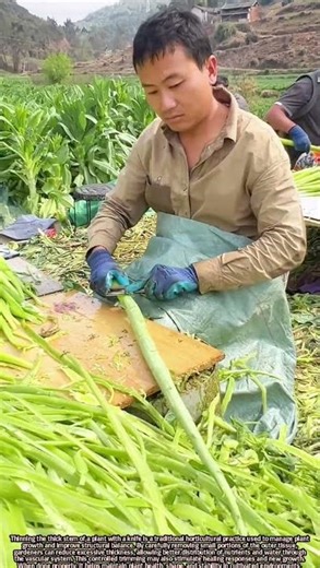 Scientific Plant Stem Thinning Technique Using a Knife for Growth Control
