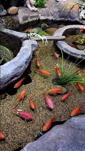 Stunning Blood Parrot Cichlids in Outdoor Pond | Colorful Aquarium Fish in Natural Habitat