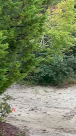 We call it Wild Horse 'Adventure' Tours for a reason. It's always an adventure... Check out this incredible footage taken with tour guide extraordinaire, Rick. In this clip, you can see a piebald deer, which are white-tailed deer--white in appearance with patches of brown in their coat. The piebald deer are not albino as they have brown eyes and black hooves. Making up only 1% of the deer population, this species of deer are quite uncommon. Beautiful, and so graceful Have we mentioned how much w