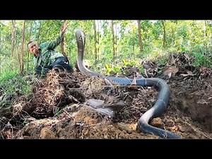 Horrifying. Close-up footage of a man being attacked by a giant king cobra in the forest.