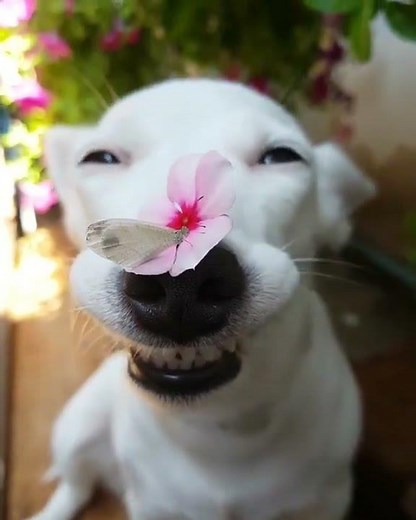 BEAUTIFUL SMILING DOG WITH FLOWER AND BUTTERFLY