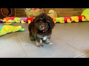 Playtime with our Chocolate HavaHug Havanese Puppies!