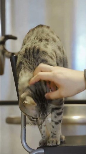 Votre chat perd ses poils parfois a cause du stress et l'anxiété