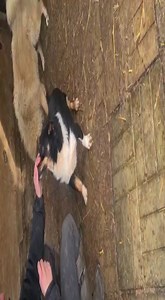 JORIS sitzt aktuell im Tierheim Sanctuary of Hope und zeigt sich hier als super nettes kleines Kerlchen. Er war sofort an unserer Seite und würde sich so sehr über eigene Menschen freuen. 🖋️ seine Beschreibung: https://prodogromania.de/alle-hunde/joris-2/ 📝 Ablauf: https://prodogromania.de/informationen 📧 Kontakt bei Fragen: info@prodogromania.de | Hilfsprojekte Pro Dog Romania