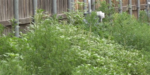 City officials speak on code violations after recent rainy weather, jump in weed growth