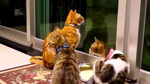 Compilation de Chats qui miaulent trop Mignon Vous allez cracker !!!