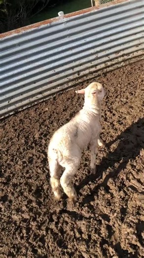 Hilarious Baa Compilation on the Farm!