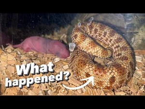 What happened to our new Hognose Snake ?!!