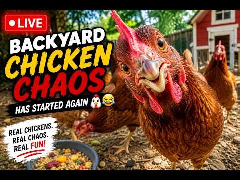 LIVE: Backyard Chicken Chaos Has Started Again 🐔😂