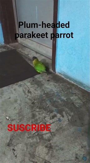 Plum-headed parakeet is walking in my home