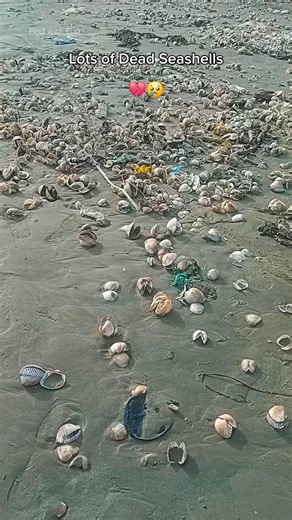 I Found Many Dead Seashells on the Beach 💔😭 #shorts