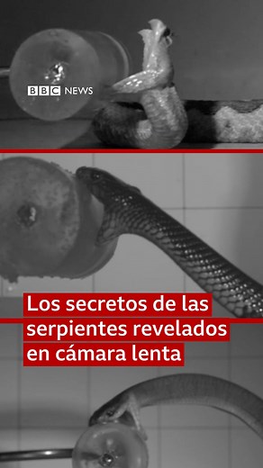 Víbora o culebra, ¿cuál es más rápida? Las variadas especies de serpientes pueden morder y envenenar a sus presas a diferentes velocidades, según un laboratorio de veneno en París, Francia. Alistair Evans, un científico australiano, explicó a la BBC cómo usaron geles para simular las presas y persuadir a las serpientes para que mordieran. Con la ayuda de una cámara lenta, los investigadores descubrieron que las víboras son las especies más rápidas. #serpientes #culebras #víboras #veneno #animale