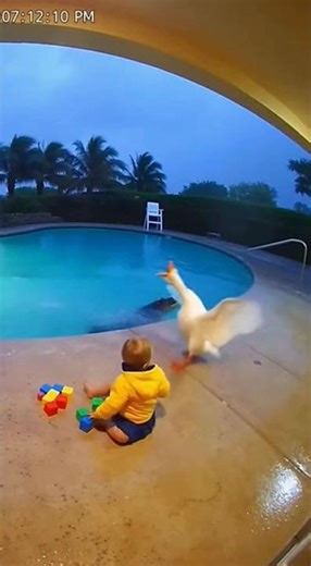 Goose Sounds the Alarm Before It’s Too Late 🦢⚡ #guardian #poolcam