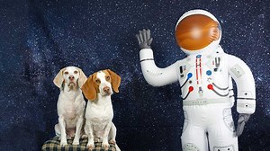 16K views · 525 reactions | Dogs vs Astronaut & Mini Me | Maymo the Dog | Facebook