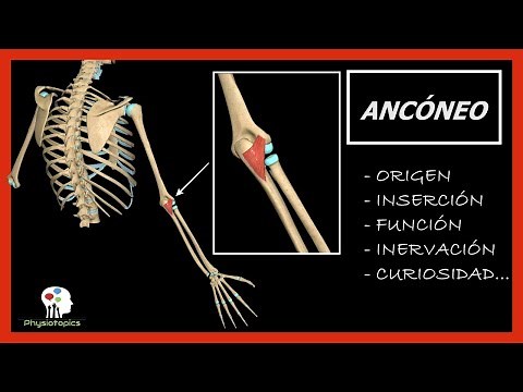 Anconeus | Origin, insertion, function, invasion, and curiosity