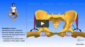 Arthrology of the pelvis Nutation and counternutation Childbirth