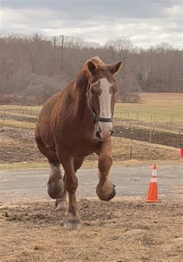 Work Smarter, Not Harder: Catching Horses Efficiently
