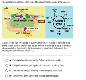 The diagram summarizes the steps of photosynthesis inside chlor... | Filo
