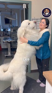 Les 3 races de chien vivant le plus longtemps | Cheeny Chien