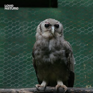 This Eagle-owl's time at Lilongwe Wildlife Centre is up! It's time for Giant to be released into the wild. 🦉🧡 To see more of Malawi Wildlife Rescue tune-in tonight at 9 et/pt! | Love Nature