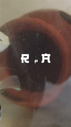 Polar Parrot 🐠 | Last Year’s Aquarium Memories | Chennai Fishkeeping Journey