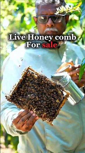 Live Honey Comb for Sale | Bharath Beekeeping Centre | Thrissur