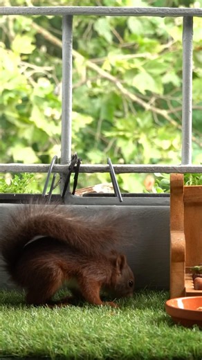 Kleines Hörnchen mit großen Füßen