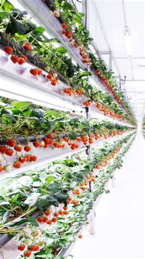 168K views · 1.2K reactions | Here’s how vertical farming — plus bees and robots — has the potential to produce sweet strawberries all year long: #HirokiKoga #Farming #Strawberries | TED | Facebook