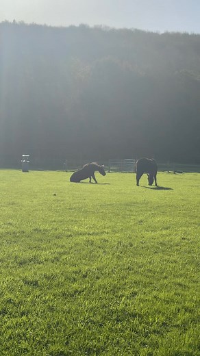 One of our feral ponies enjoying the sunshine and fresh grass today. | Ermington Fawns Farm