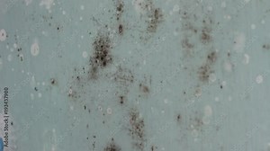 Mould and Mildew Remover, Killer and Cleaner Concentrate Spray. Removing black stains caused by mould and fungus