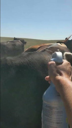 Fly problems are easier to deal with when a cow is trained and used to being sprayed with fly spray!