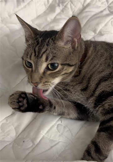 Funny Tabby Cat Moments to Brighten Your Day