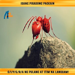 2.7M views · 49K reactions | Isang pirasong pagkain, g/i/y/e/r/a ng pulang at itim na langgam! ©️ Nilalaman na ginawa ng: A2 Media #Manhwa #Anime #Recap #Manga #Manhwarecap #AnimeRecap | Senpai Review PH | Facebook