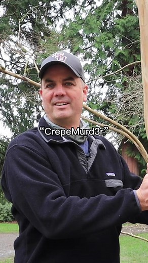 Understanding Crepe Myrtle Trees and Pruning Techniques