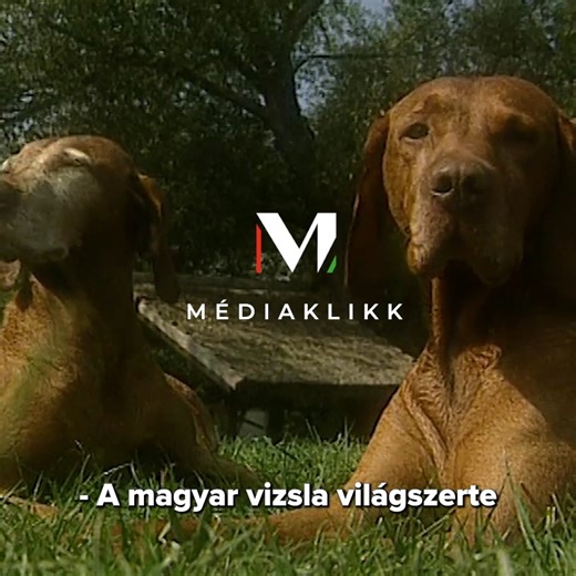 139K views · 2.1K reactions | A magyar vizsla a vadászok mindenese. Nem csoda, hogy az egyik legkedveltebb kutyafajta világszerte. Ismerje meg jobban a fajtát Magyar kutya sorozatunk segítségével! #mediaklikk #magyarkutya #vizsla | Médiaklikk | Facebook