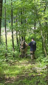 91K views · 2.2K reactions | Sneak peek! Taylor Johnson of Springbrook, Wis., is in northern Wisconsin harvesting pulpwood and bolts (for railroad ties) with his Norwegian Fjord gelding, Ole. We’ll have a full episode airing this fall! | Rural Heritage Magazine | Facebook